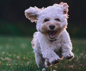 Warum Hunde besser als Menschen sind