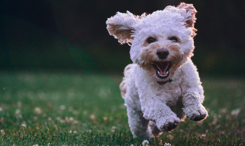 Warum Hunde besser als Menschen sind