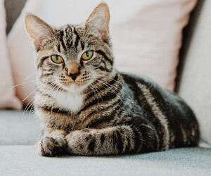 Deine Katze versteht dich übrigens