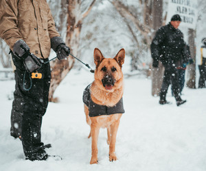 Das Arbeitstier Hund