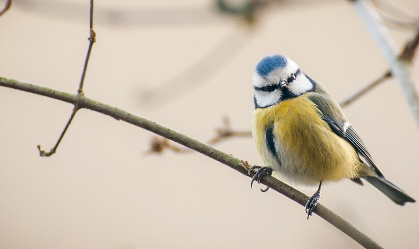 Die Stunde der Wintervögel 