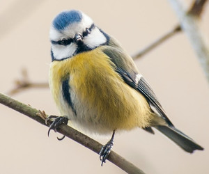 Die Stunde der Wintervögel 