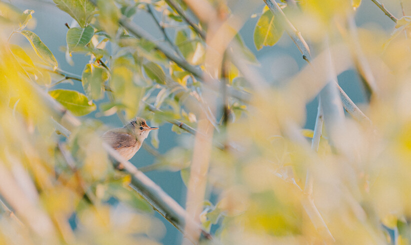 Birdvoice of Germany