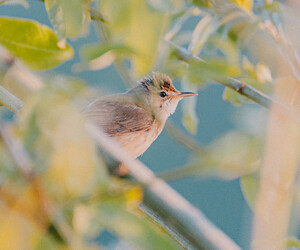 Birdvoice of Germany