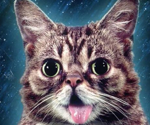 Posthumes Buch und Platte von Lil Bub 