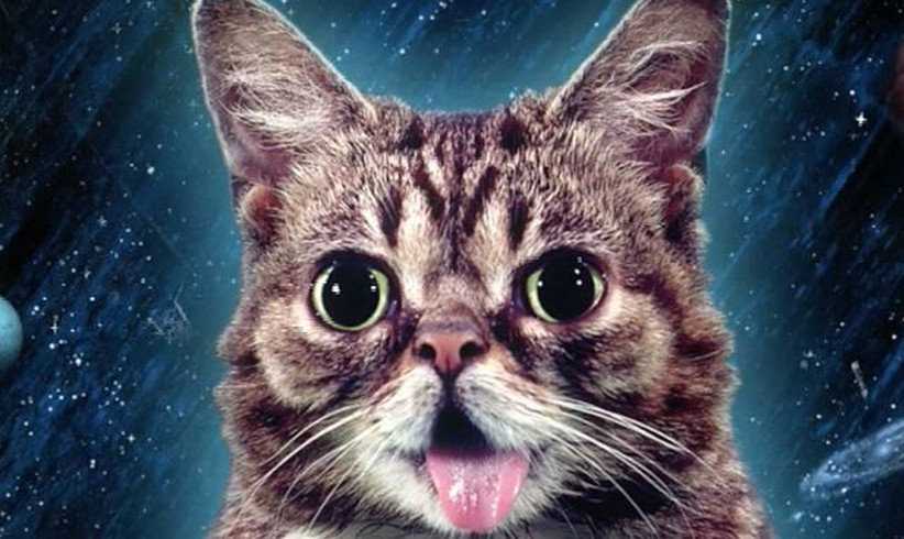 Posthumes Buch und Platte von Lil Bub 