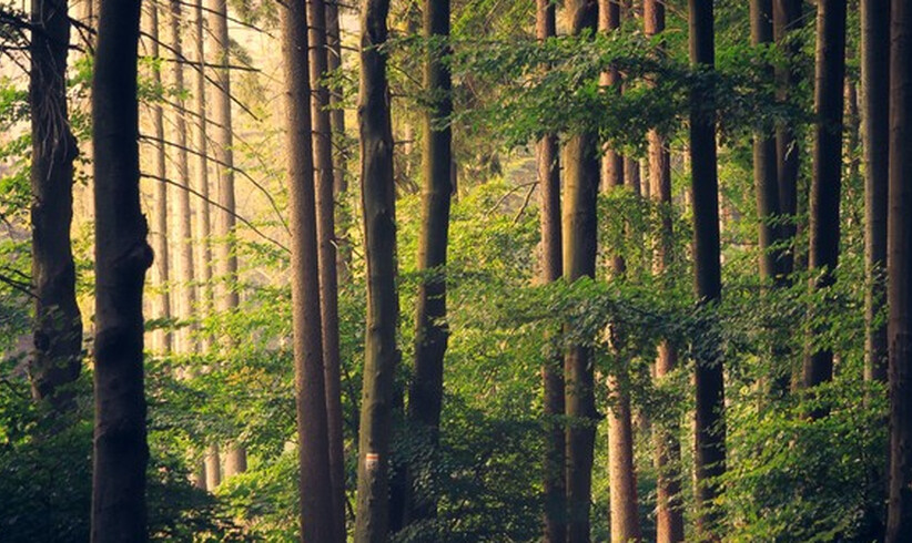 Den Wald genießen und respektieren