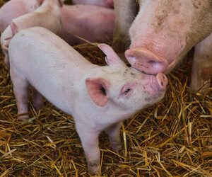 Metzger gegen Tiermord