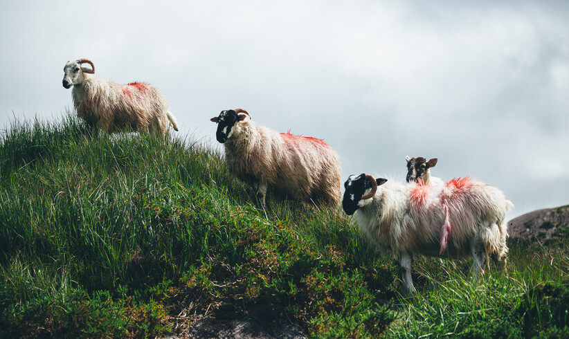 Alternative Musik aus Irland