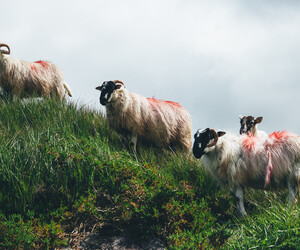 Alternative Musik aus Irland