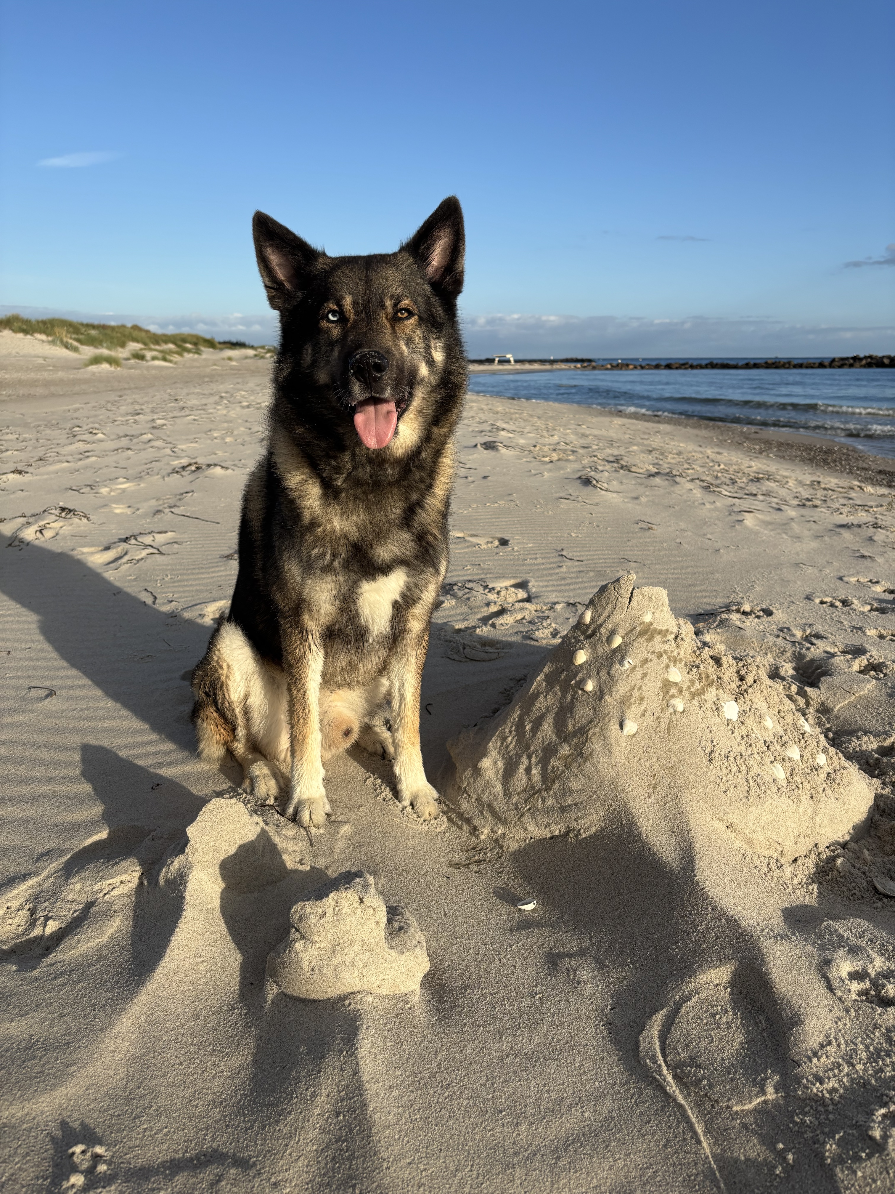 Senderhund Kodi
